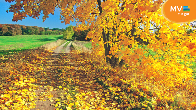 Farbenfroher Herbst in Mecklenburg-Vorpommern | Foto: TMV/Steindorf-Sabath